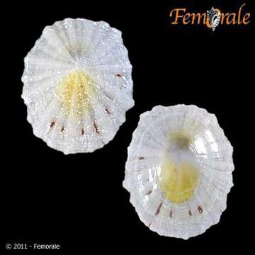 Image of Nacellidae Thiele 1891