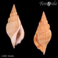 Rostellariidae Gabb 1868 resmi