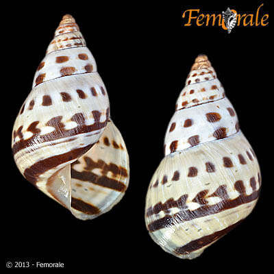 Image of Cerastidae