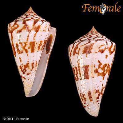 Image of Conasprella Thiele 1929