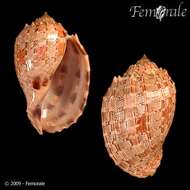 Image of Harp Snails