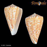 Image of Conus Linnaeus 1758