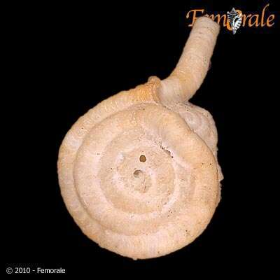Image of worm-snails