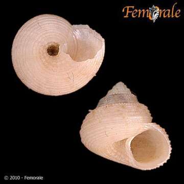 Image of Solariellidae Powell 1951