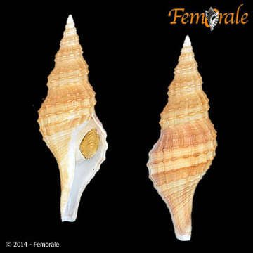 Plancia ëd Granulifusus Kuroda & Habe 1954