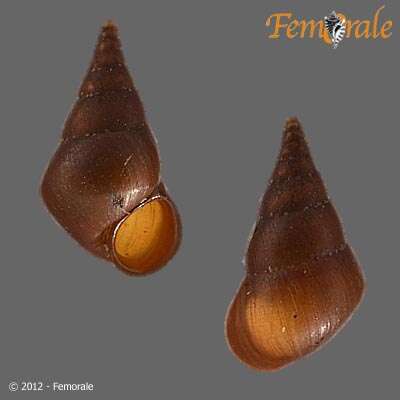 Image of spring snails
