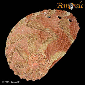 Image de Haliotoidea Rafinesque 1815