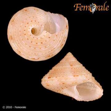 Image of Trochida