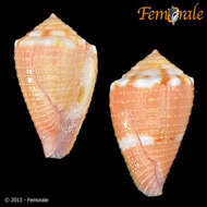 Image of cone snails