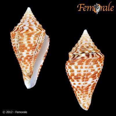 Image of cone snails