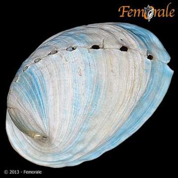 Image of Haliotoidea Rafinesque 1815