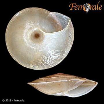 Image of Canariellidae