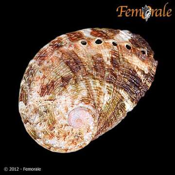 Image of Haliotoidea Rafinesque 1815