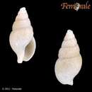 Image of rosy northern dovesnail