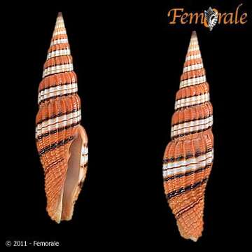 Image of Turbinelloidea Rafinesque 1815