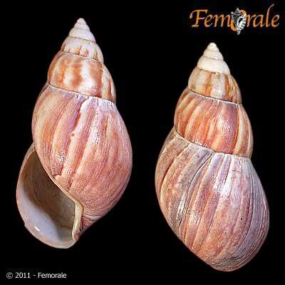 Image of <i>Achatina fulica</i> (Bowdich 1822)