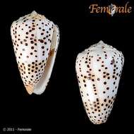 Image of cone snails