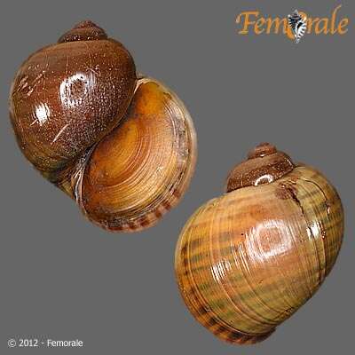 Pomacea Perry 1810 resmi