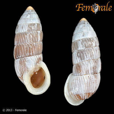 Image of Cerionidae