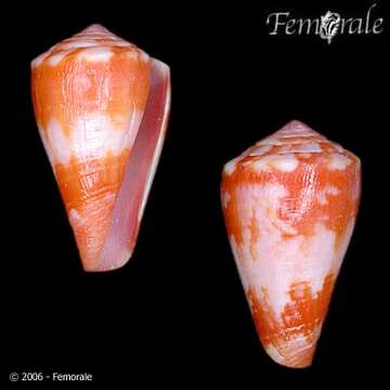 Image of cone snails