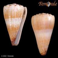 Image of cone snails