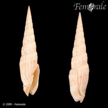 Image of Turbinelloidea Rafinesque 1815