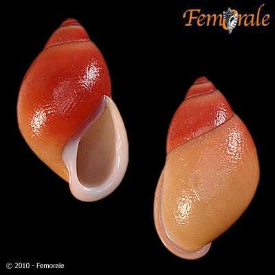 صورة Strophocheilidae