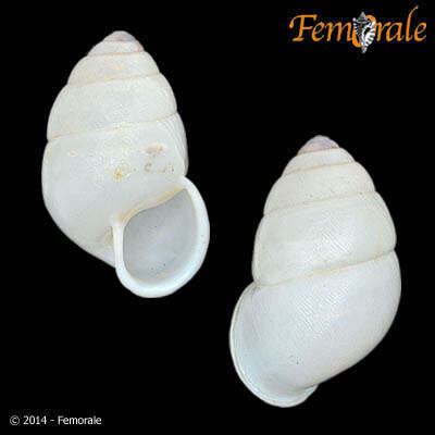 Image of Streptaxoidea J. E. Gray 1860