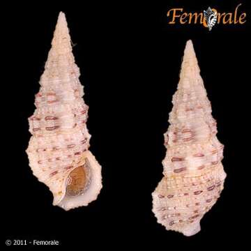 Image de Cerithium scabridum Philippi 1848