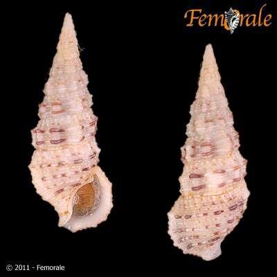 Image of Cerithium scabridum Philippi 1848