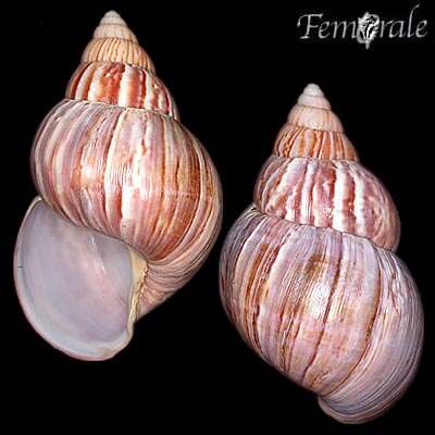 Image of <i>Achatina fulica</i> (Bowdich 1822)