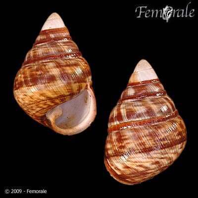 Image of Achatinella