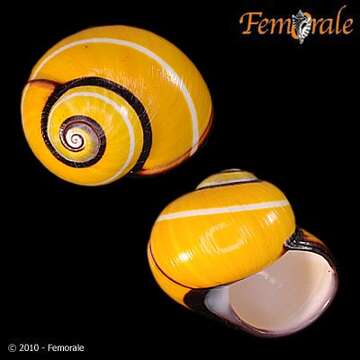 Image of Painted snail