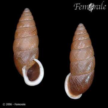 صورة Buliminidae