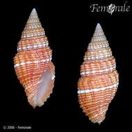 Image de Turbinelloidea Rafinesque 1815