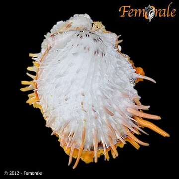 Spondylus zonalis Lamarck 1819 resmi