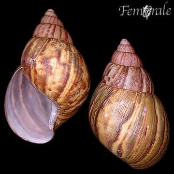 Image of <i>Achatina fulica</i> (Bowdich 1822)