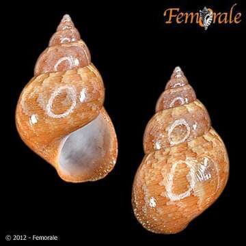 Image of pheasant shells