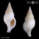 صورة Colus gracilis (da Costa 1778)