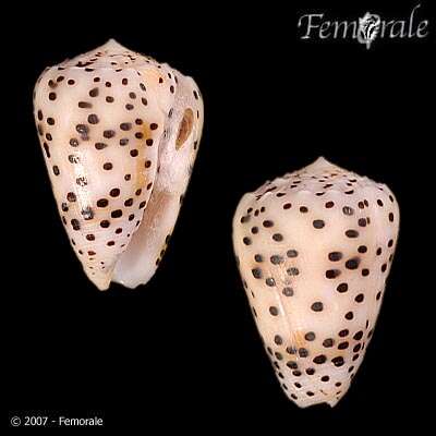 Image of cone snails