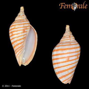 Image of Harpulina arausiaca vexillum (Gmelin 1791)