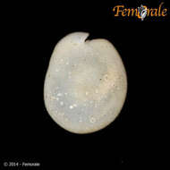 Image of Philinidae Gray 1850