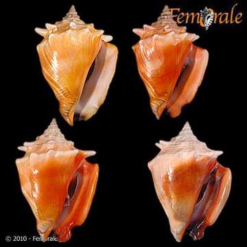 Image of Strombus Linnaeus 1758