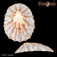 Image of Nacellidae Thiele 1891