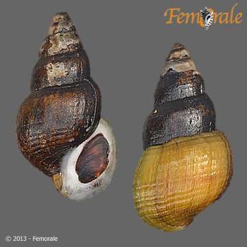 Image of Hemisinidae