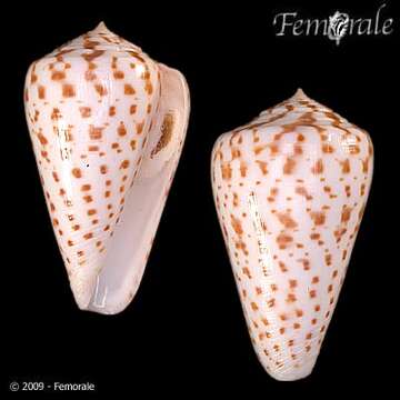 Image of Conus Linnaeus 1758