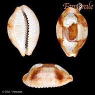 Image of <i>Cypraea stolida</i>