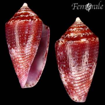 Image of Conasprella Thiele 1929