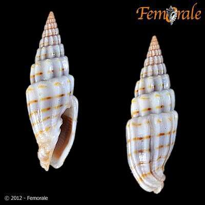 Vexillum intertaeniatum (G. B. Sowerby II 1874) resmi