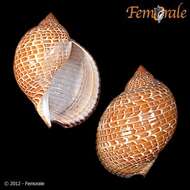 Image of tun shells